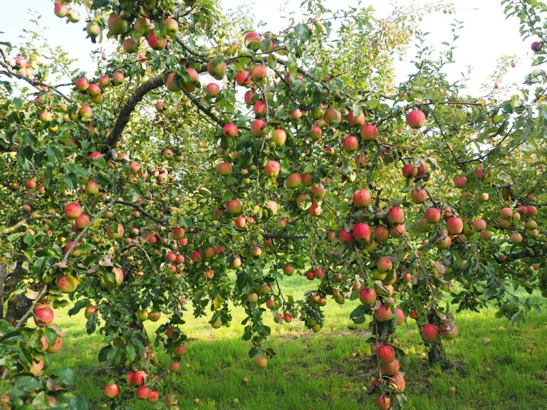 ‘Dona un frutteto’, Firenze sempre più verde con 200 nuove piante nei quartieri della città