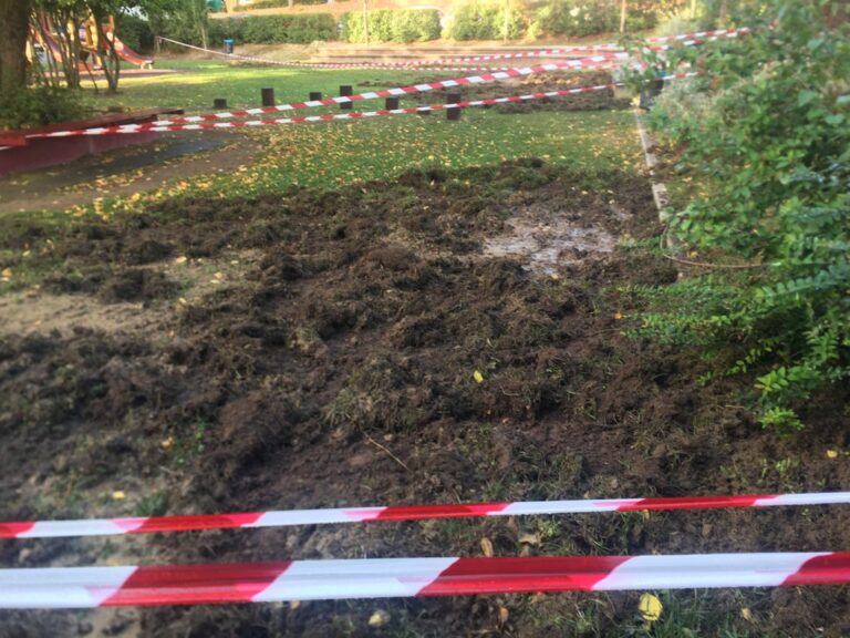 Emergenza cinghiali a Gaiole in Chianti. Problemi di pubblica sicurezza, il sindaco scrive alla Regione
