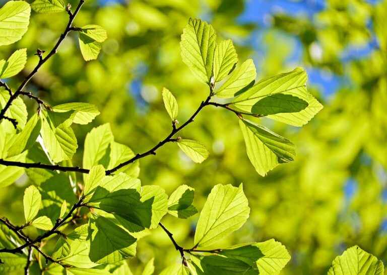 Pacchetto ‘verde’ da 4,9 milioni, a Firenze 2mila nuovi alberi e interventi per il recupero delle aree