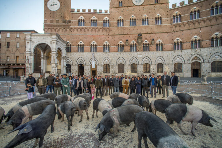 La Cinta Senese torna in Piazza del Campo, Baruffaldi (Consorzio di Tutela): «Per il settore nuove opportunità»