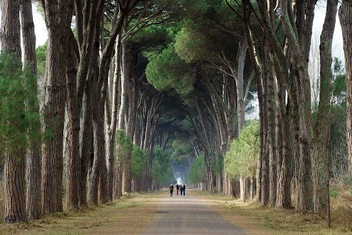 Alberi dedicati agli affetti più cari, nel Parco di San Rossore nasce il ‘Viale dei Legami’