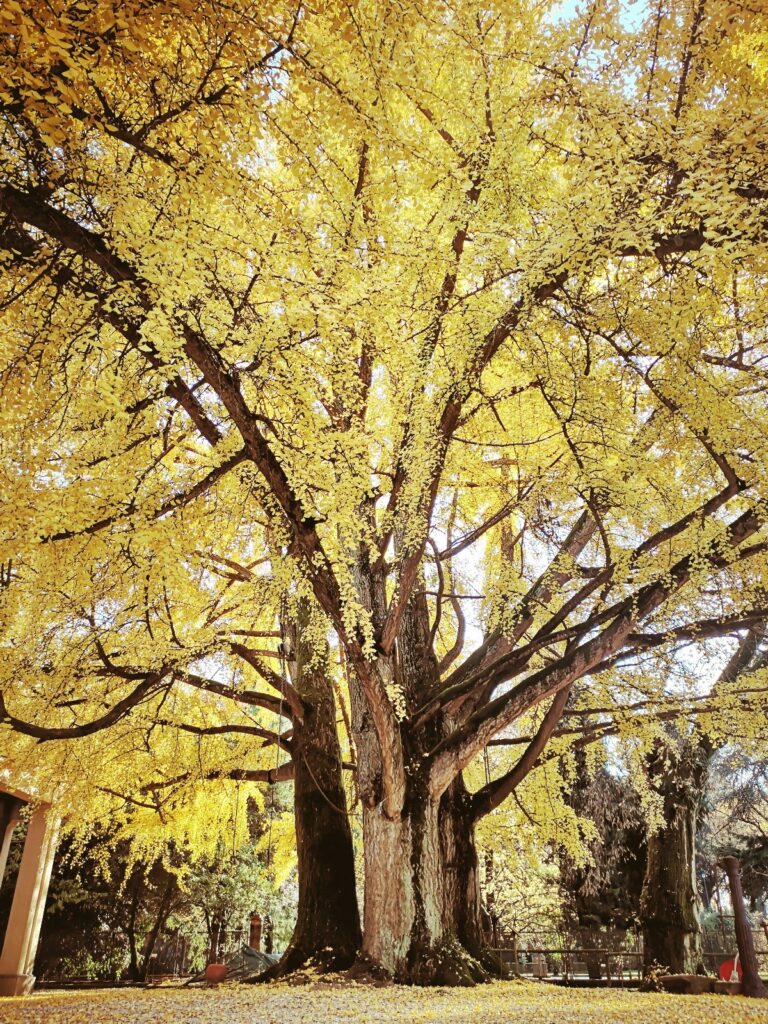 Completato il censimento degli alberi monumentali di Lucca, sono 89. Sabato visite guidate