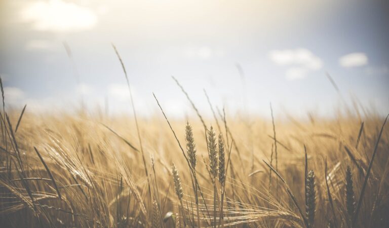 Cinquemila aziende a rischio: la guerra si fa sentire sull’agricoltura toscana