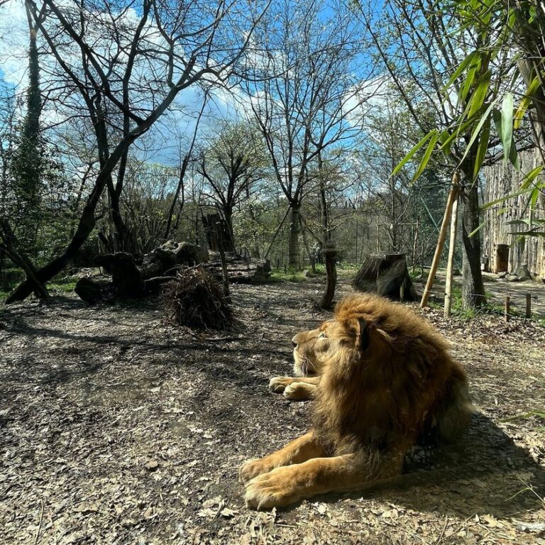 La morte di Sioux, il re leone dello zoo di Pistoia