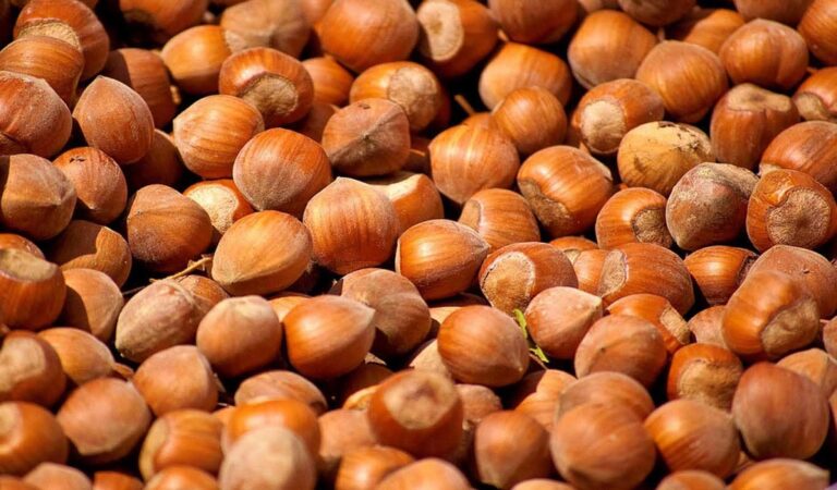 Cortona centro di produzione della nocciola 100% italiana. Accordo Bf e Loacker