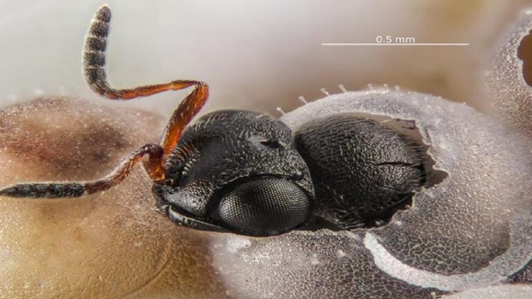 Le vespe samurai per combattere la cimice asiatica. Primi esemplari rilasciati in Toscana