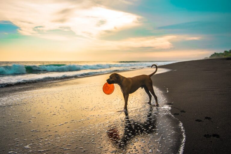 Vacanze per tutti, le spiagge a misura di cane: Toscana tra le regioni più ospitali