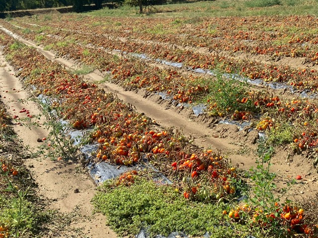 I danni della grandine all’agricoltura. Ortaggi e e olive spazzati via