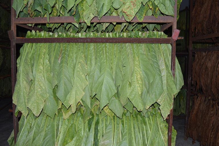 Siglato protocollo sul tabacco Kentucky: garantiti tre anni di produzione e acquisti per 60 milioni
