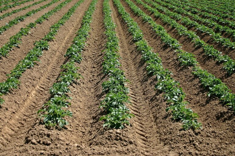 Agricoltori per un giorno, i consumatori in azienda a raccogliere i prodotti. Coldiretti: “La filiera corta è l’unico metodo per contenere i costi”