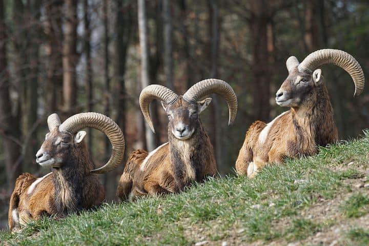 Presentata denuncia per l’abbattimento dei mufloni del Giglio: gli ambientalisti contro l’ente Parco dell’Arcipelago
