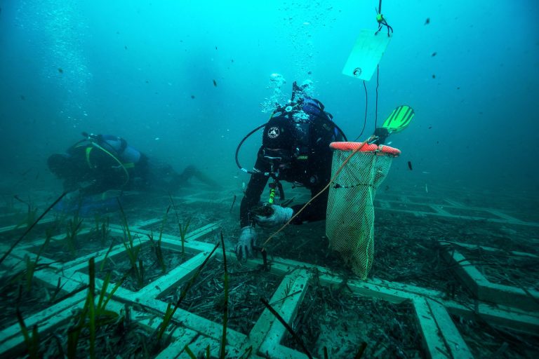 Nuovo elettrodotto, oltre 50 mila talee di Posidonia trasferite dall’Elba al Golfo di Follonica
