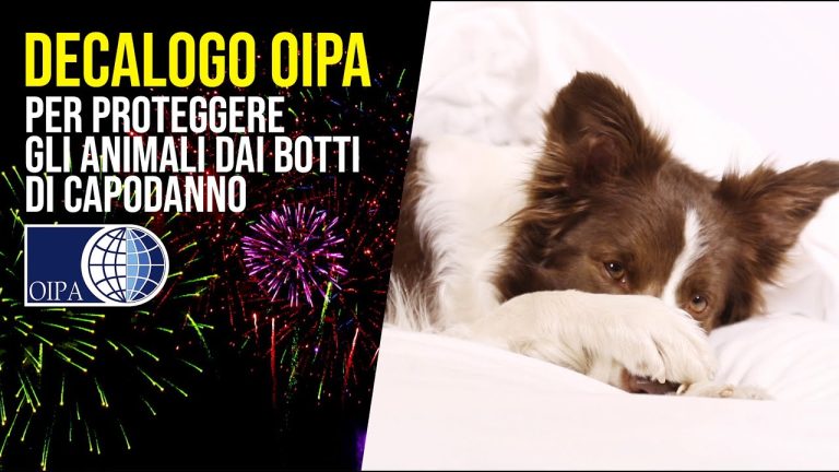 Capodanno, il decalogo per proteggere gli animali dai botti
