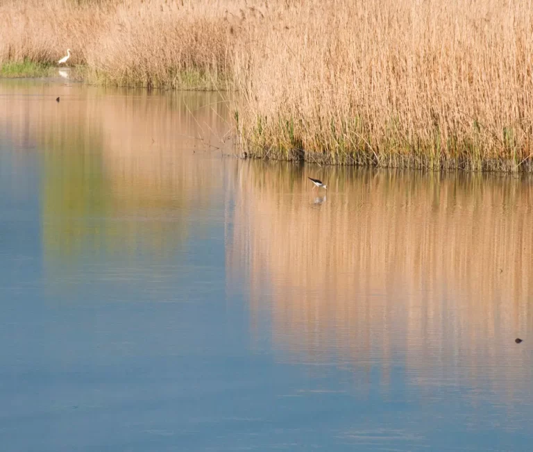 Riapre al pubblico l’oasi Wwf Focognano con i suoi cinque bacini lacustri
