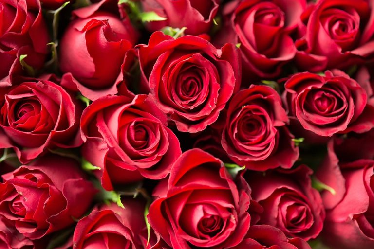 A San Valentino la rosa rossa resta il fiore più regalato e costa il 15% in meno rispetto ad un anno fa