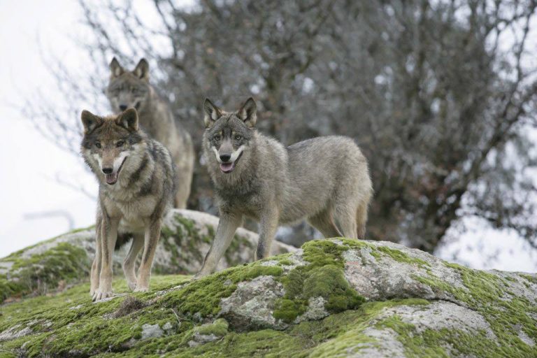 Stanziati 700 mila euro per gli allevatori danneggiati dai predatori: rimborsate 385 aziende toscane