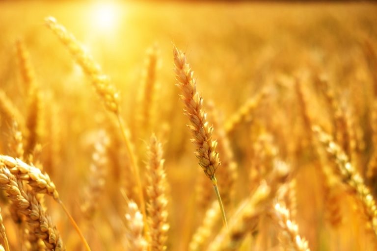 Effetto Covid: nel 2021 riduzione fatturato fino al 50%  per le imprese agricole toscane