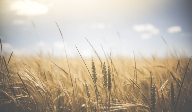 Agricoltura. Prorogati al 31 marzo i termini per due bandi PSR