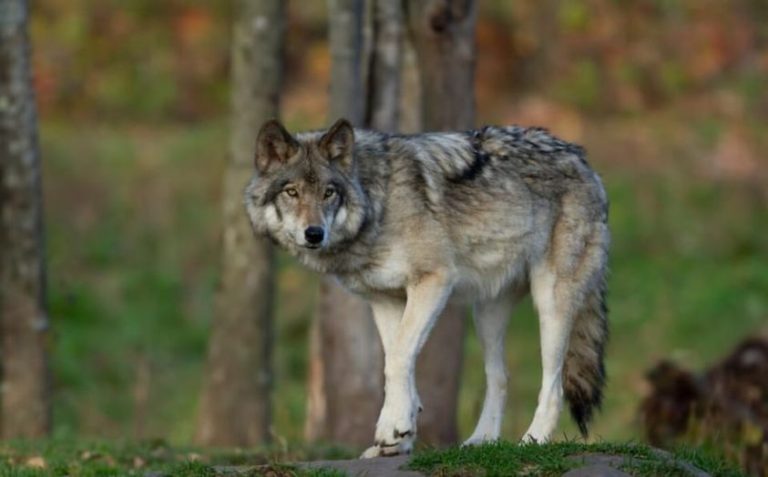 Donna aggredita a Porcari da un lupo: ferite lievi a un braccio