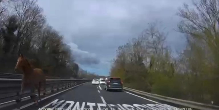 Cavallo (contromano) sulla Siena-Firenze: traffico in tilt
