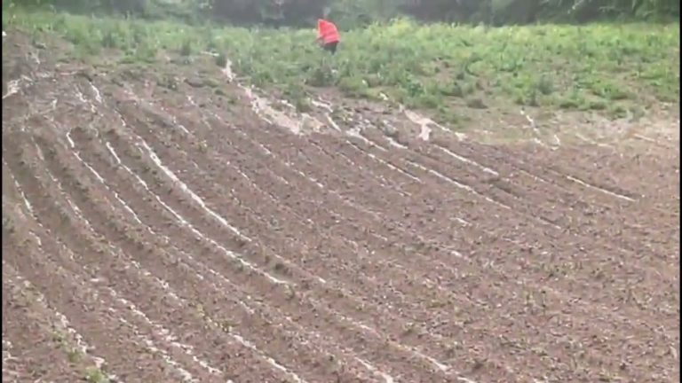 Mugello, danni ingenti maltempo per le aziende agricole toscane