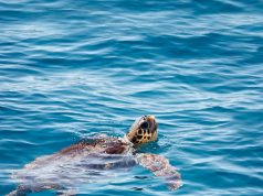 Aumentano i nidi di caretta caretta in Toscana: nel 2025 sono 37