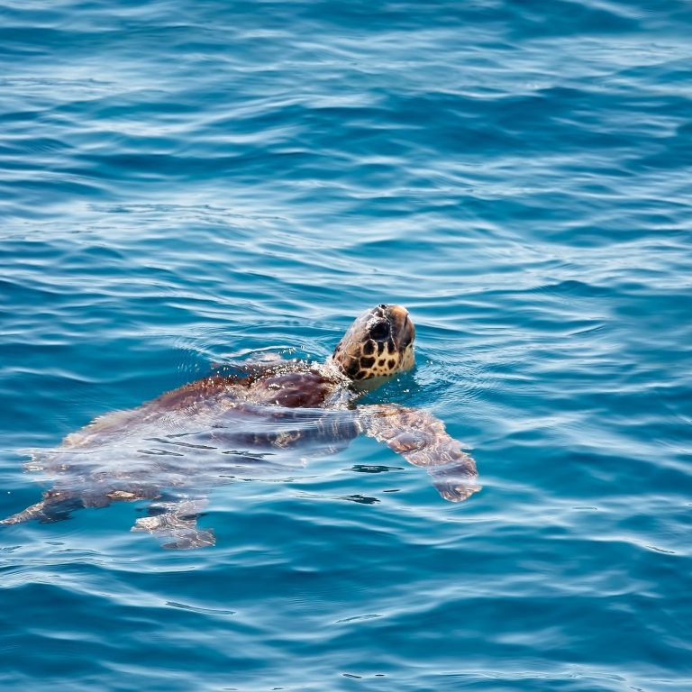 In Italia 444 nidi di Caretta caretta: è record. Toscana tra le aree predilette