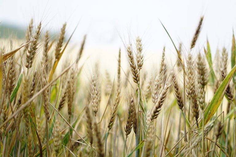 La Regione integra i bandi agro-ambientali con quasi 2 milioni, Saccardi: “Saranno completati i pagamenti”