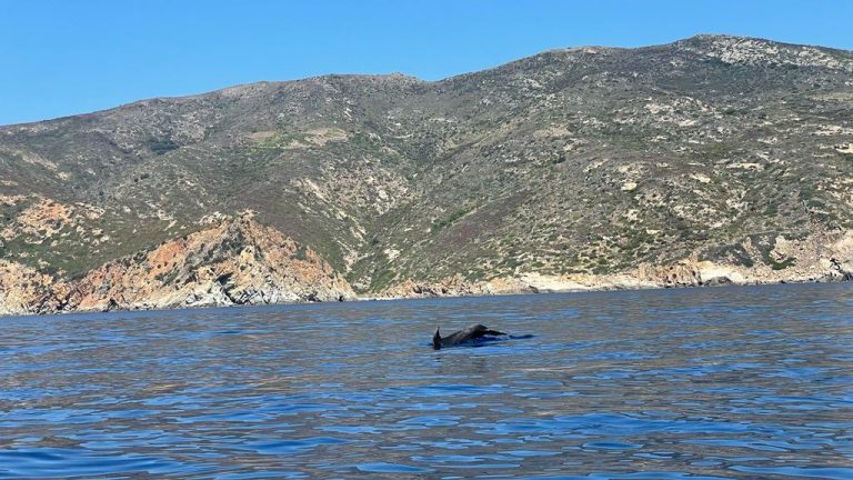 Lo spettacolo dei delfini davanti alla costa dell’Isola del Giglio