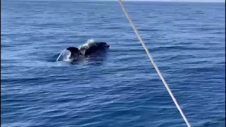 Uno spettacolare avvistamento di delfini all’Isola del Giglio