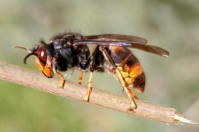 Vespa velutina, in Toscana via al monitoraggio per il piano di gestione