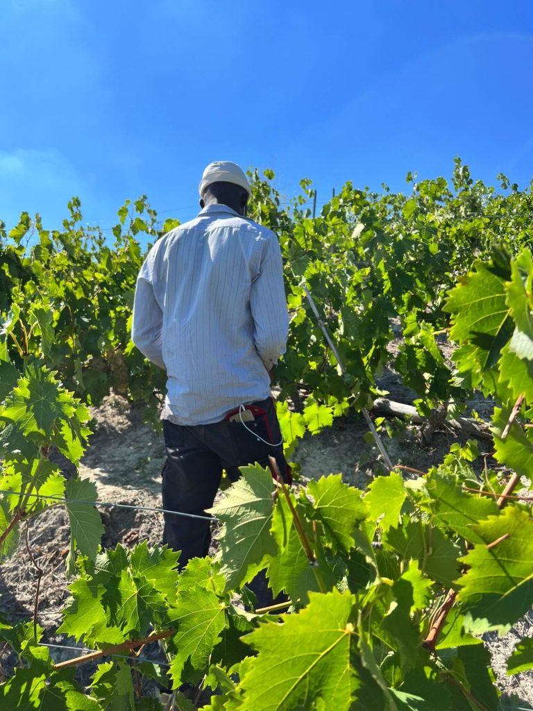 Agricoltura, Saccardi: “L’immigrazione può diventare una risorsa”