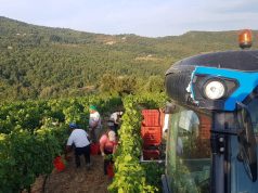 Produzione vitivinicola in calo del 13% in Toscana. Buoni auspici però a Montalcino: “Minore quantità ma grande qualità per il Brunello”