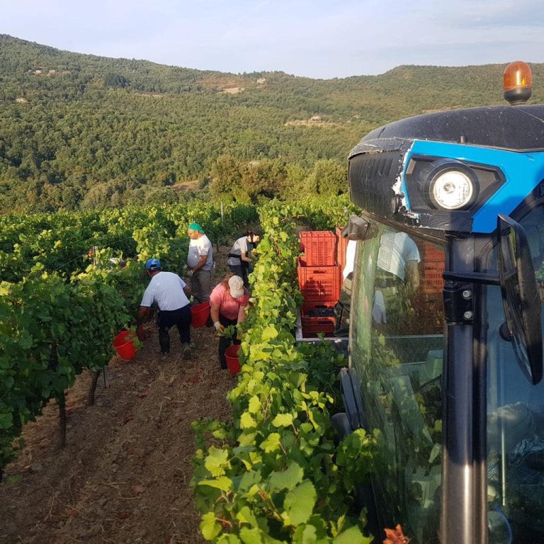 Vendemmia, dal 2017 mai così magra: in Toscana produzione giù del 20%