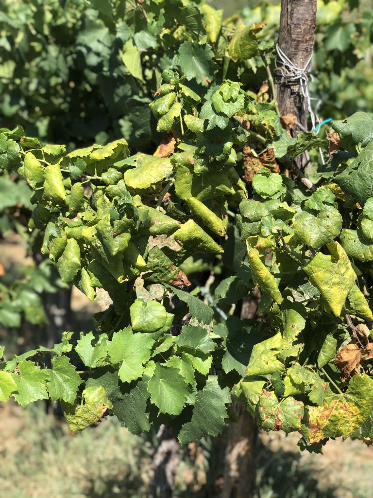 I dieci insetti killer dell’agricoltura: la nemica del vino flevascenza dorata in vetta