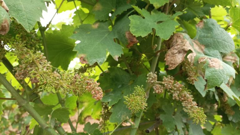 Vino, la Peronospera della vita ha causato 260 milioni di euro di danni in Toscana