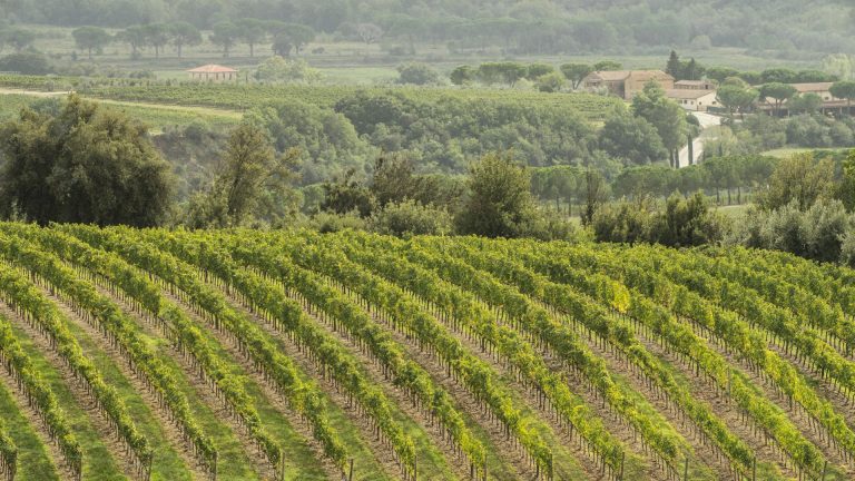 Vino, assegnati 352 ettari di nuova superficie per produrre Rosso di Montalcino