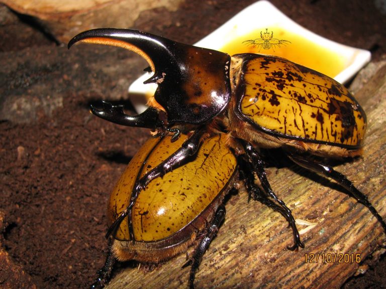 Nelle isole toscane una cinquantina di specie di coleottero giallo: un quarto di quelle presenti in Italia