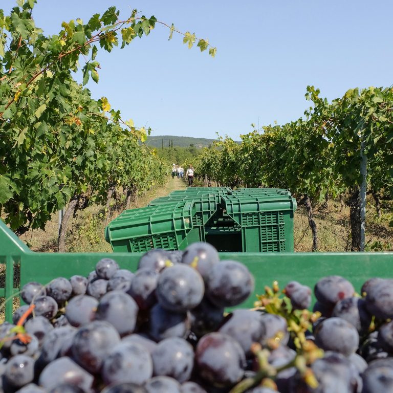 Vino, in calo produzione ed export: al di fuori dell’Europa crolla la domanda