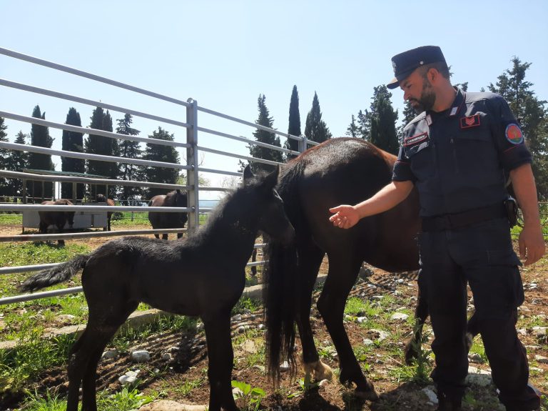 Il cavallo Dacia in regalo per una bambina malata di tumore