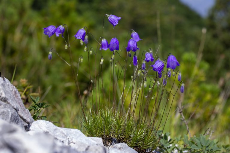 Fioritura inedita nelle Alpi: l’Università di Siena nel team di ricerca