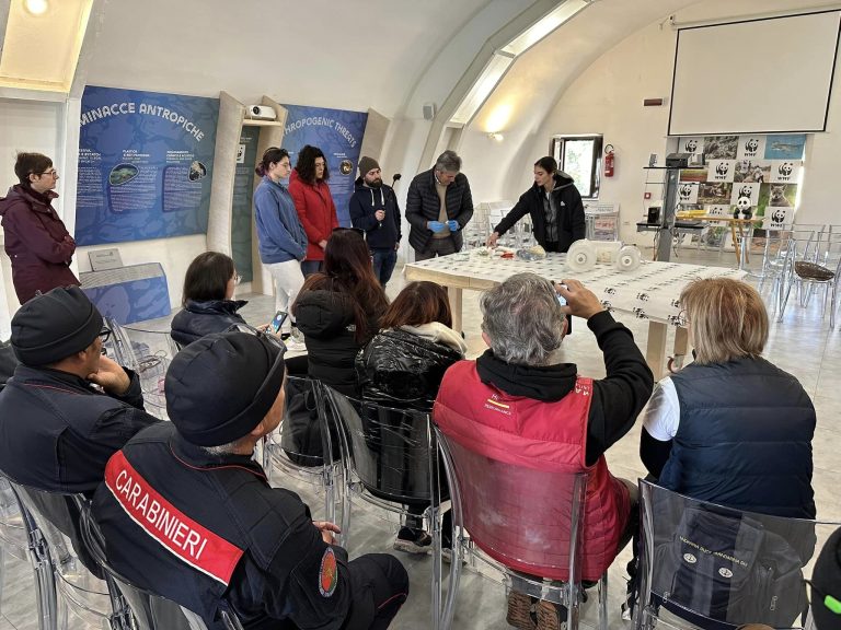 Avviato recupero dello scheletro di un capodoglio: destinato all’oasi Wwf di Orbetello