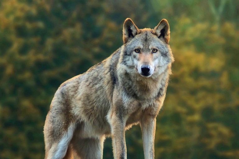 Emergenza lupo in Toscana: allevatore aggredito nella stalla. Berni (Cia Toscana): Più che contarli, i lupi bisogna contenerli