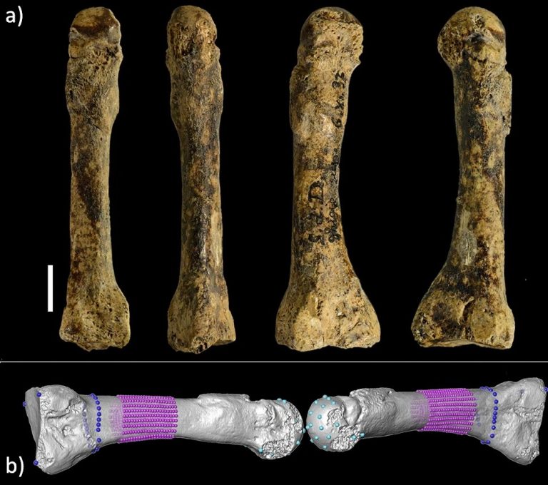 La vita degli antenati svelata da un osso del piede: i ricercatori di Pisa e Firenze rileggono la storia