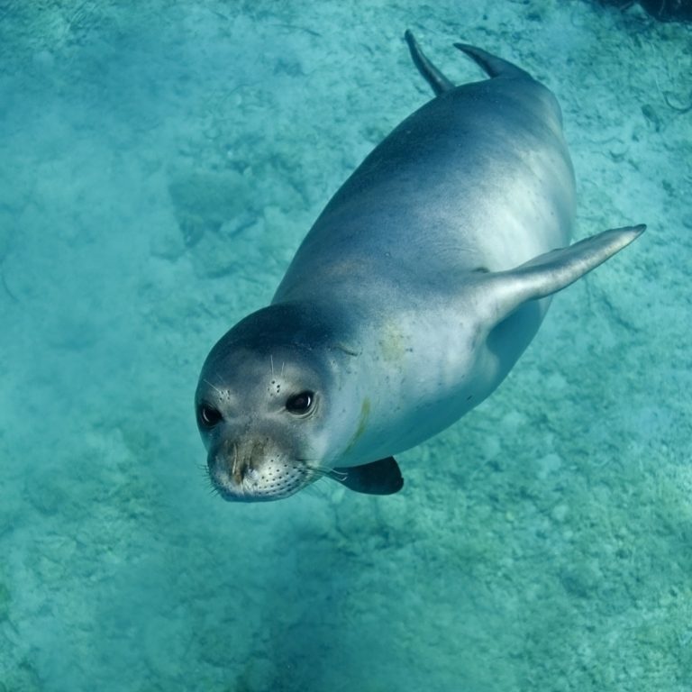Wwf in missione per salvaguardare la foca monaca del Mediterraneo: ne restano 800 esemplari