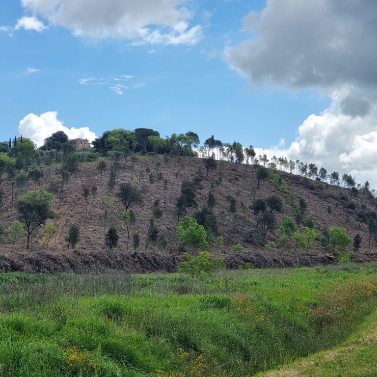 Taglio del bosco. A rischio il paesaggio toscano e anche la nostra anima