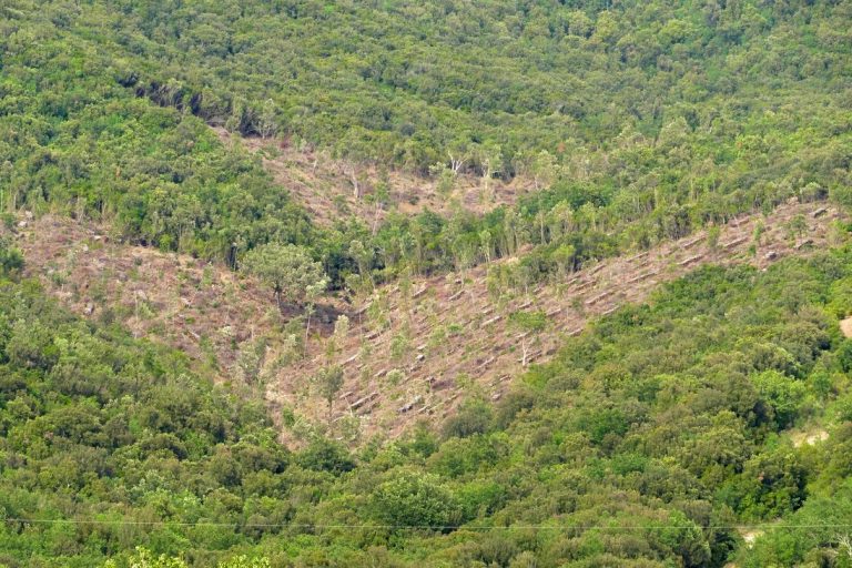 Taglio del bosco. «Gestione non sostenibile. Danni per tutti». Le scomode verità secondo il WWF toscano