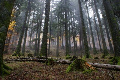 Foreste, bando da 9 milioni per interventi di manutenzione e riqualificazione