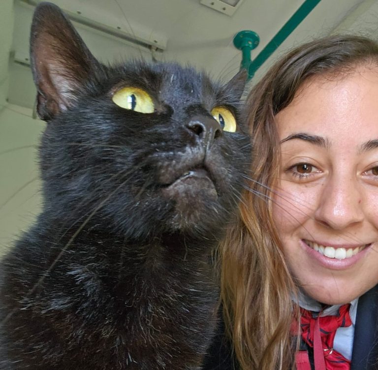 Gattina sale sul treno e si perde. Aspetta il padrone al gattile di Pisa