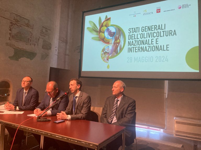 In attesa del Piano olivicolo nazionale, l’Italia torna protagonista e ospita a Siena il Consiglio Oleicolo Internazionale